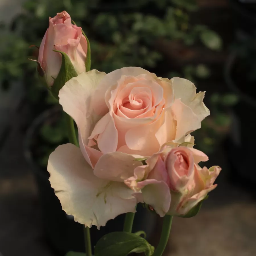 Różowy - Róża - Csini Csani - Szkółka Róż Rozaria
