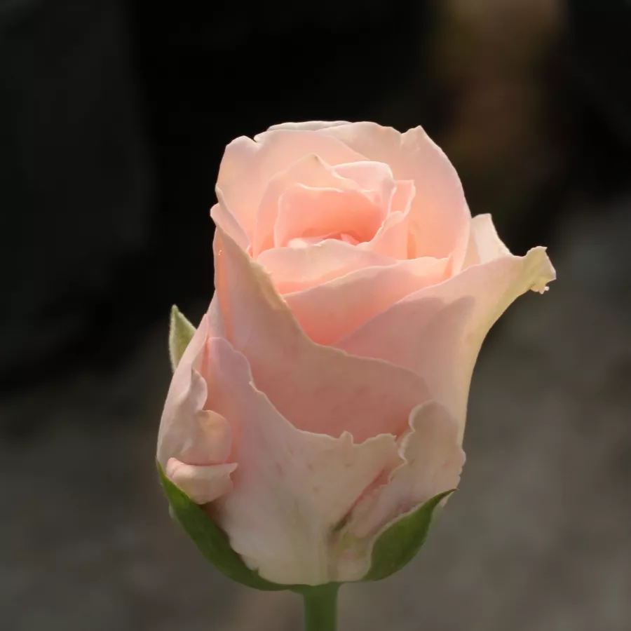 árbol de rosas híbrido de té – rosal de pie alto - Rosa - Csini Csani - rosal de pie alto