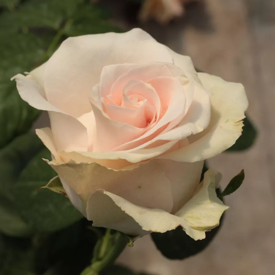 120-150 cm - Rosa - Csini Csani - rosal de pie alto