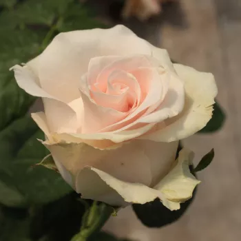 Barackrózsaszín - teahibrid virágú - magastörzsű rózsafa - diszkrét illatú rózsa - gyümölcsös aromájú