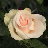 Ruža čajevke - diskretni miris ruže - sadnice ruža - proizvodnja i prodaja sadnica - Rosa Csini Csani - ružičasta