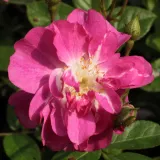 Rózsaszín - virágágyi polianta rózsa - Online rózsa vásárlás - Rosa Csinszka - nem illatos rózsa