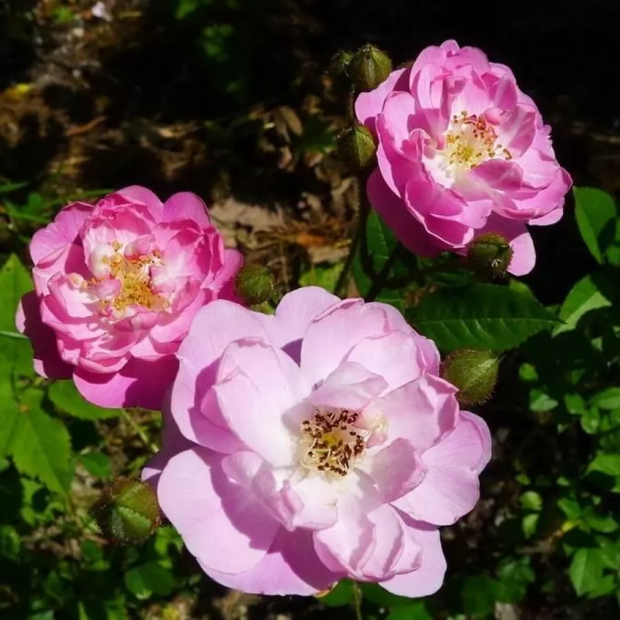 Różowy - Róża - Csinszka - Szkółka Róż Rozaria