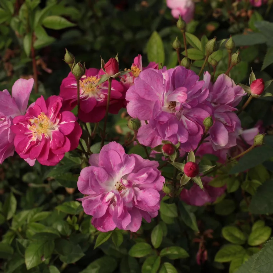 Csinszka - Rosa - Csinszka - Produzione e vendita on line di rose da giardino