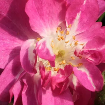 Rosen Gärtnerei - polyantharosen - rosa - Rosa Csinszka - duftlos - Márk Gergely - Die Blütezeit beginnt in der ersten Junihälfte und dauert bis zum Herbst fast ununterbrochen an. Sie ist gegen Krankheiten tolerant, verträgt die Trockenheit und ist frostb