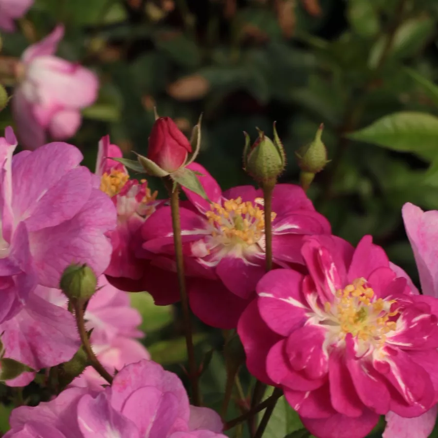 Apróvirágú - magastörzsű rózsafa - Rózsa - Csinszka - Kertészeti webáruház