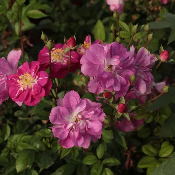 Rosa claro u oscuro con el interior blanco - Árbol de Rosas Miniatura - rosal de pie alto- forma de corona compacta