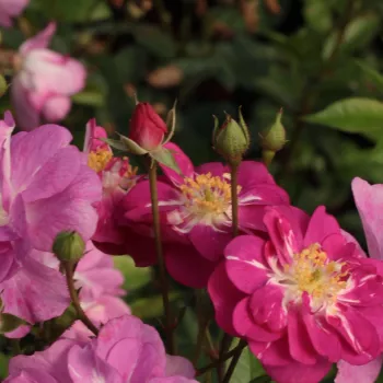 Rosa Csinszka - ružová - stromčekové ruže - Stromková ruža s drobnými kvetmi