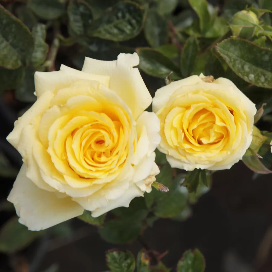 żółty - Róża - Csodálatos Mandarin - Szkółka Róż Rozaria