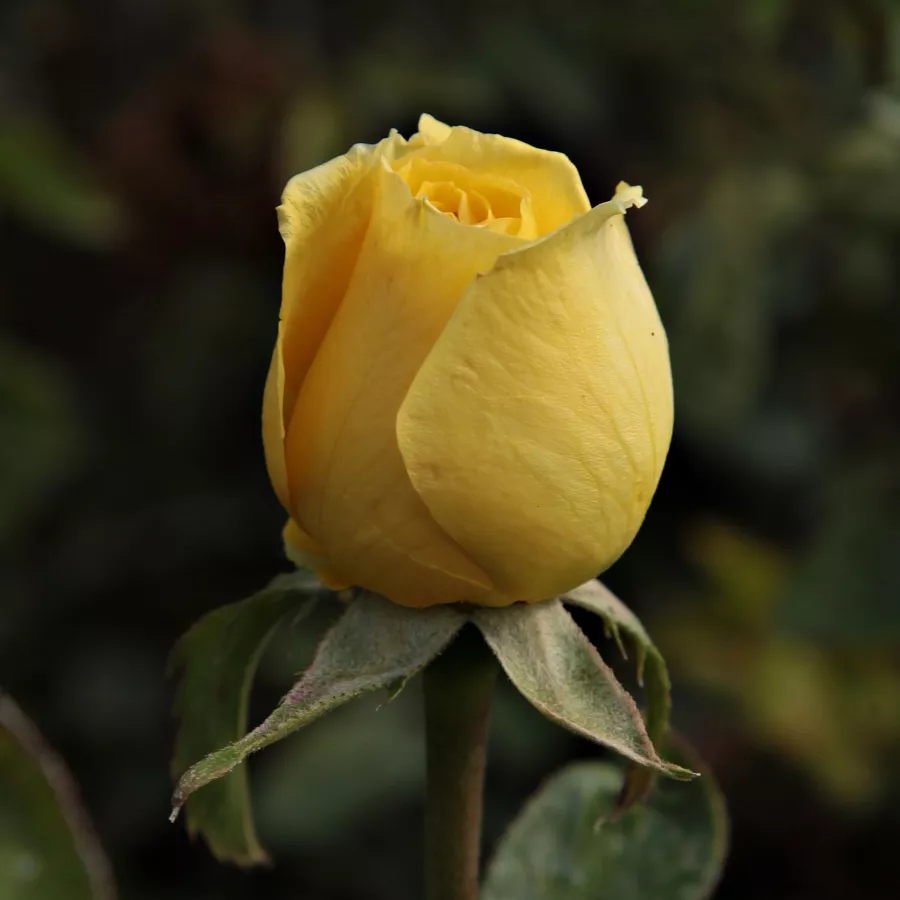 Trandafir cu parfum discret - Trandafiri - Csodálatos Mandarin - Trandafiri online
