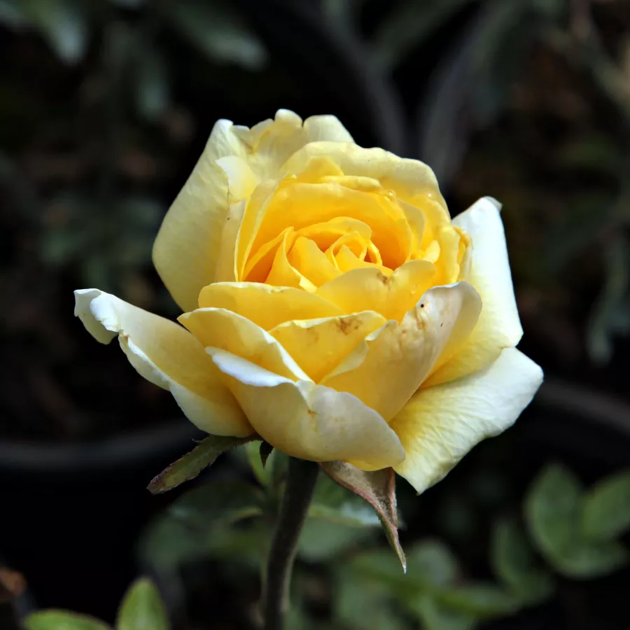 - - Róża - Csodálatos Mandarin - Szkółka Róż Rozaria