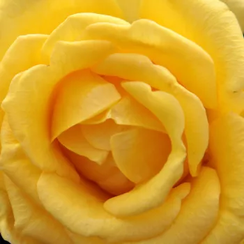 Web trgovina ruža - Ruža čajevke - žuta boja - diskretni miris ruže - Csodálatos Mandarin - (60-70 cm)