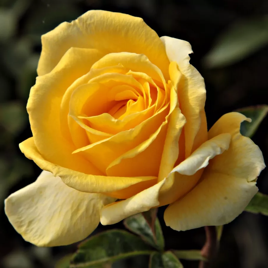 žlutá - Růže - Csodálatos Mandarin - 