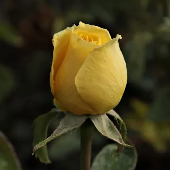 Rosa Csodálatos Mandarin - žlutá - stromkové růže - Stromkové růže s květmi čajohybridů