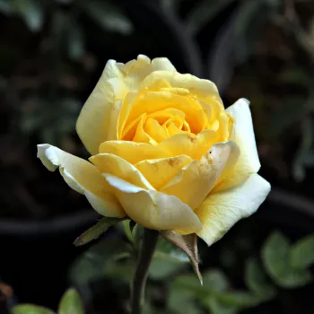 Amarillo - Árbol de Rosas Híbrido de Té - rosal de pie alto- forma de corona de tallo recto
