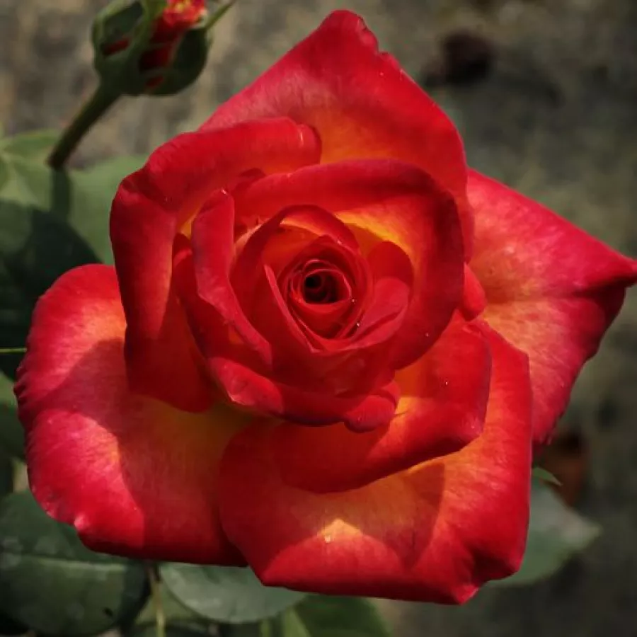 Sárga - vörös - Rózsa - Alinka - Online rózsa rendelés