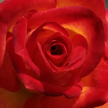 Online rózsa kertészet - virágágyi floribunda rózsa - sárga - vörös - diszkrét illatú rózsa - szegfűszeg aromájú - Alinka - (100-120 cm)