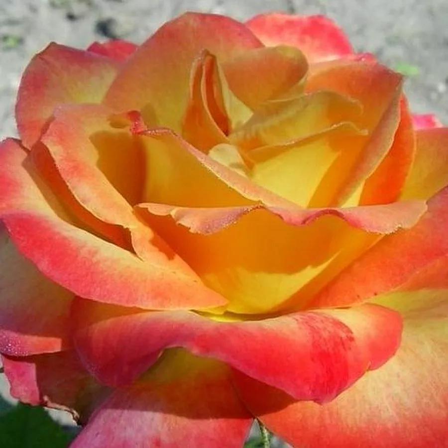 Sárga - vörös - Rózsa - Alinka - Kertészeti webáruház