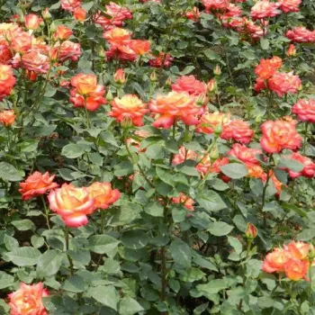Rouge vif - Fleurs groupées en bouquet - rosier à haute tige - buissonnant