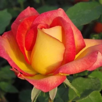 Rosa Alinka - žuto - jarko crvena - ruža floribunda za gredice