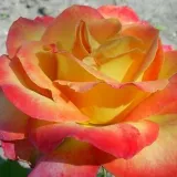 Záhonová ruža - floribunda - žltá - Rosa Alinka - mierna vôňa ruží - klinčeková aróma
