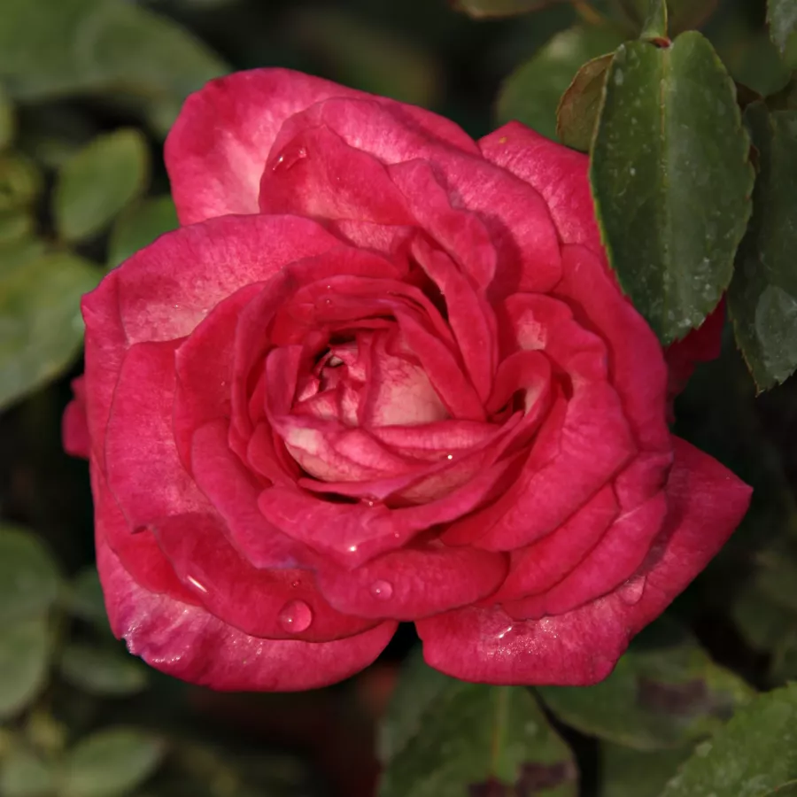 Ružičasto - bijelo - Ruža - Daily Sketch™ - Narudžba ruža