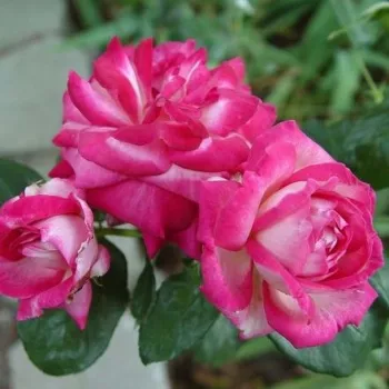 Fehér - sötétrózsaszín sziromszél - virágágyi floribunda rózsa - diszkrét illatú rózsa - eper aromájú