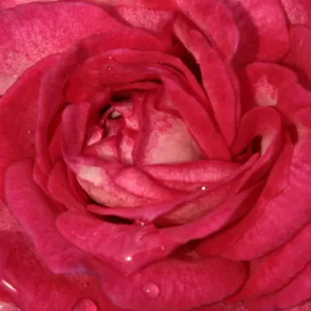 Rózsák webáruháza. - virágágyi floribunda rózsa - rózsaszín - fehér - diszkrét illatú rózsa - eper aromájú - Daily Sketch™ - (80-120 cm)