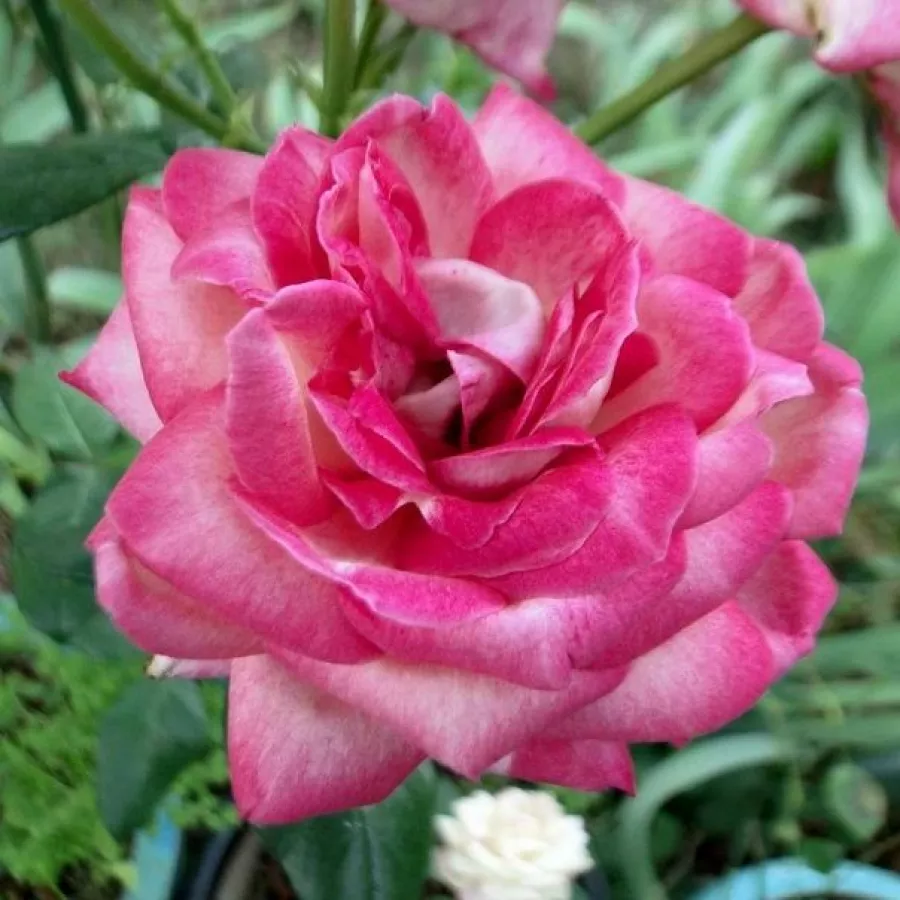 Różowy - biały - Róża - Daily Sketch™ - 
