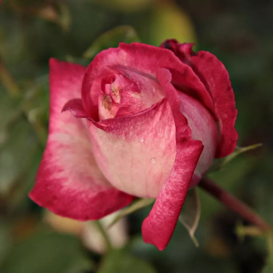 Stromkové růže - Stromkové růže, květy kvetou ve skupinkách - Růže - Daily Sketch™ - 