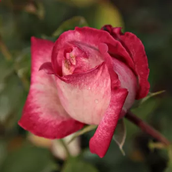 Rosa Daily Sketch™ - růžová - bílá - stromkové růže - Stromkové růže, květy kvetou ve skupinkách
