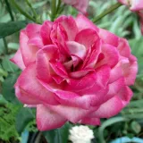 Rózsaszín - fehér - diszkrét illatú rózsa - eper aromájú - Online rózsa vásárlás - Rosa Daily Sketch™ - virágágyi floribunda rózsa