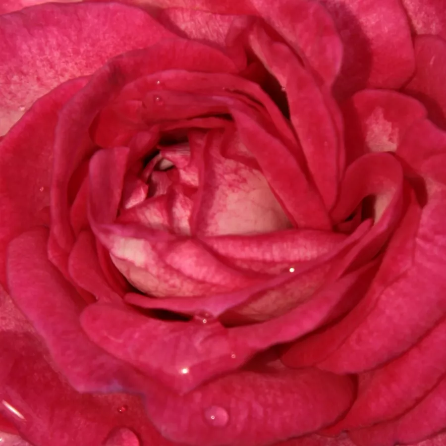 Samuel Darragh McGredy IV. - Trandafiri - Daily Sketch™ - comanda trandafiri online