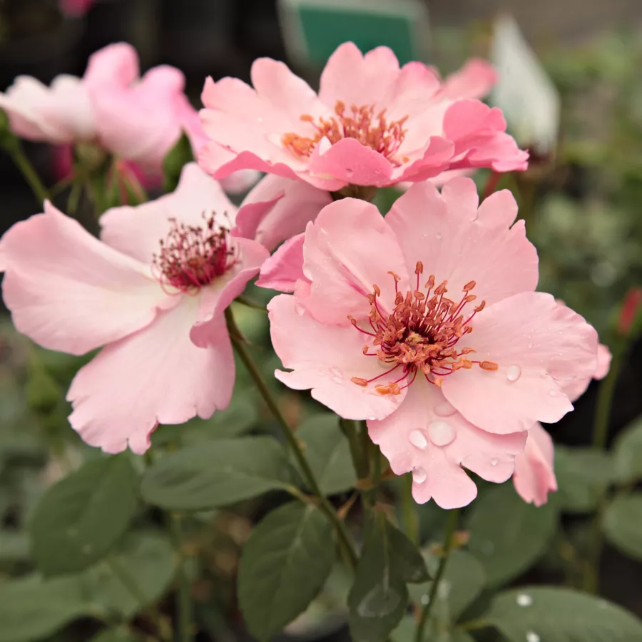 Różowy - Róża - Dainty Bess - Szkółka Róż Rozaria