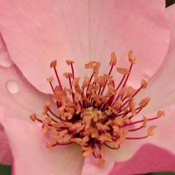 Online rózsa kertészet - történelmi - tea rózsa - rózsaszín - diszkrét illatú rózsa - tea aromájú - Dainty Bess - (60-130 cm)