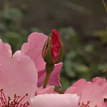Rosa Dainty Bess - rosa - árbol de rosas de flor simple - rosal de pie alto