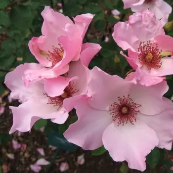 Rosa pálido - Árbol de Rosas Flor Simple - rosal de pie alto- forma de corona de tallo recto