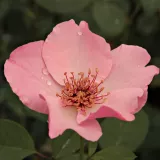 Rosiers thé - Rosa Dainty Bess - rose - rosier en ligne pépinières - parfum discret