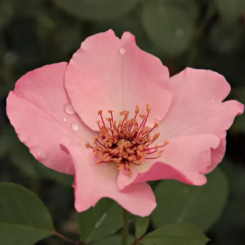 Dainty Bess történelmi - tea rózsa