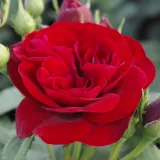Vörös - virágágyi floribunda rózsa - Online rózsa vásárlás - Rosa Dalli Dalli® - diszkrét illatú rózsa - gyöngyvirág aromájú