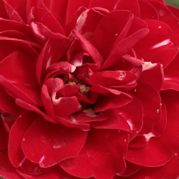 Online rózsa vásárlás - vörös - virágágyi floribunda rózsa - Dalli Dalli® - diszkrét illatú rózsa - gyöngyvirág aromájú - (60-90 cm)