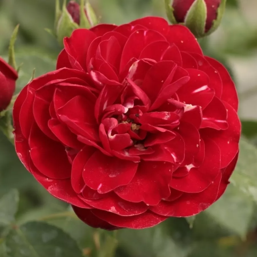 Róże rabatowe grandiflora - floribunda - Róża - Dalli Dalli® - Szkółka Róż Rozaria