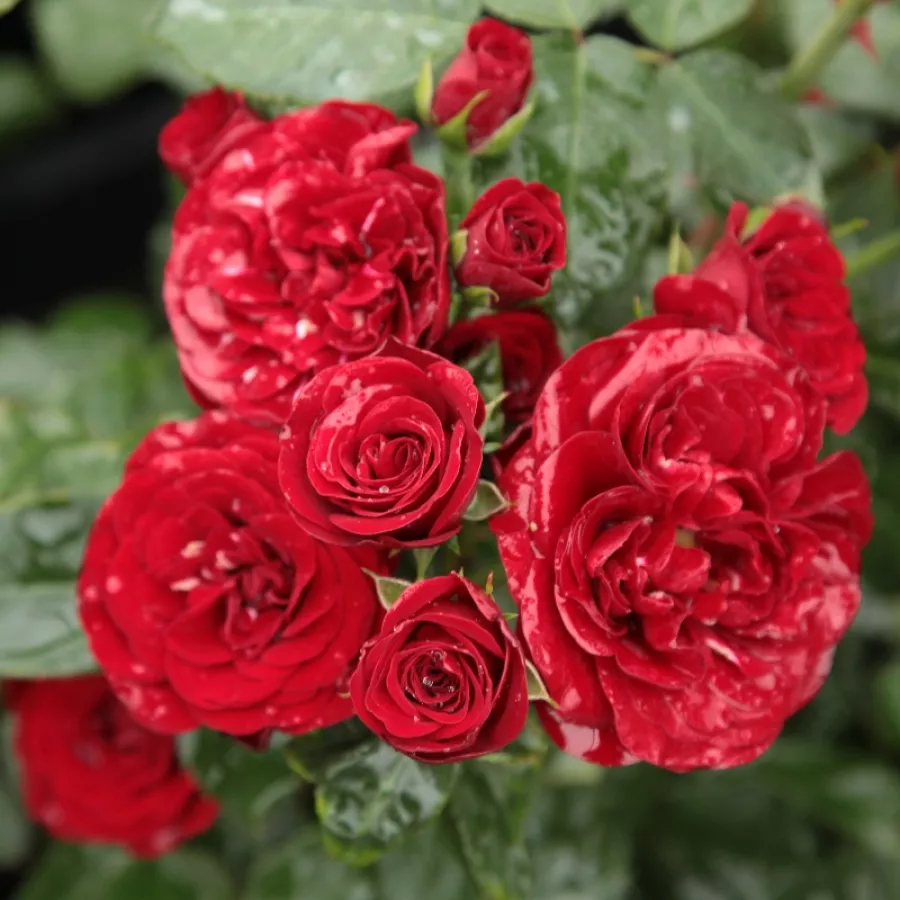 Czerwony - Róża - Dalli Dalli® - Szkółka Róż Rozaria