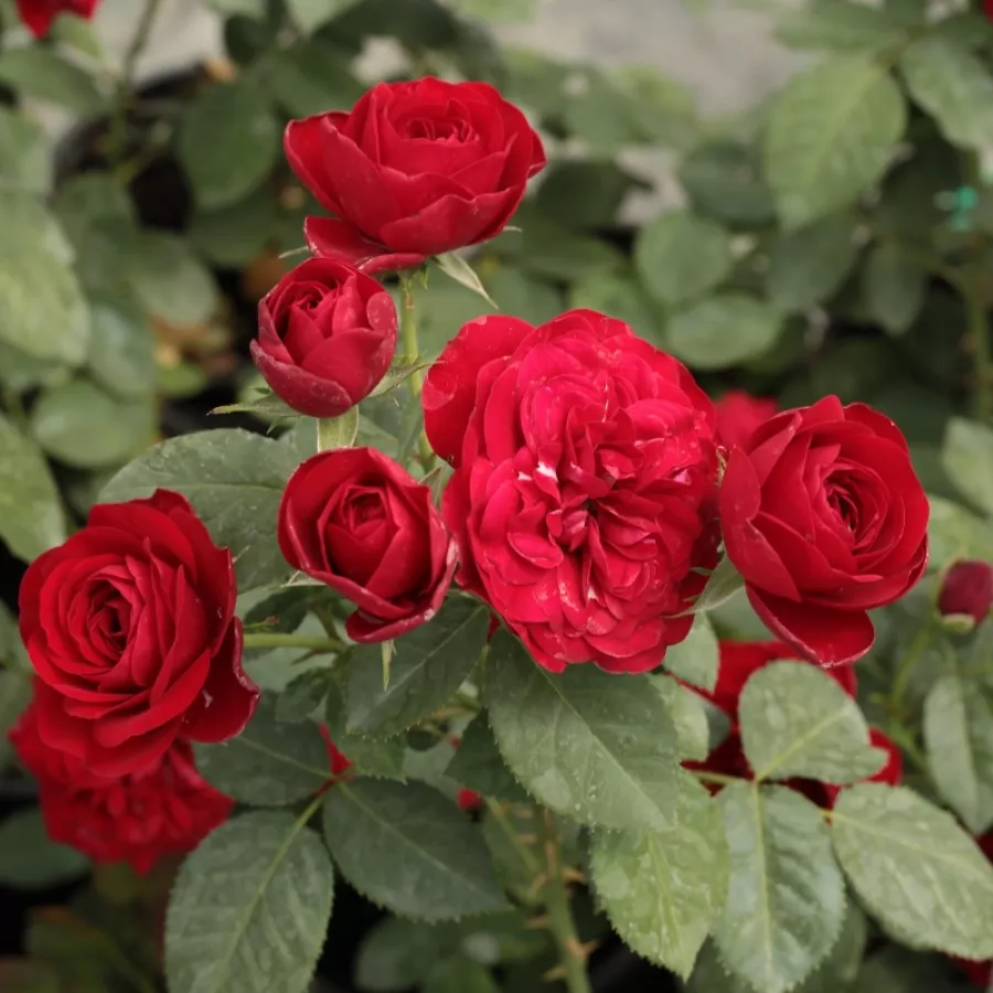 TANlilida - Róża - Dalli Dalli® - Szkółka Róż Rozaria