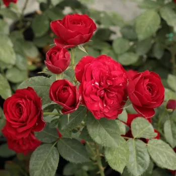 Bordó - virágágyi floribunda rózsa - diszkrét illatú rózsa - gyöngyvirág aromájú