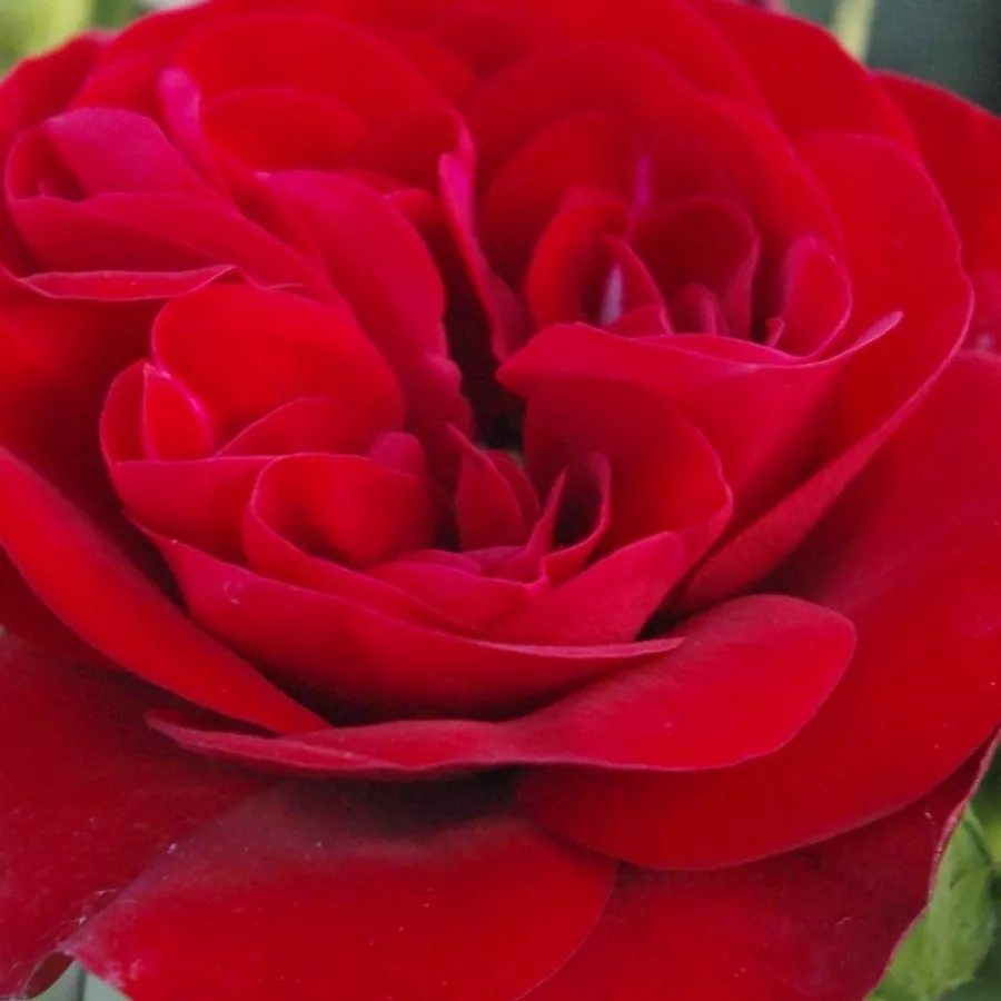 Floribunda - Róża - Dalli Dalli® - Szkółka Róż Rozaria