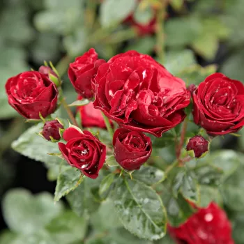 Rosa Dalli Dalli® - roșu - trandafiri pomisor - Trandafir copac cu trunchi înalt – cu flori în buchet