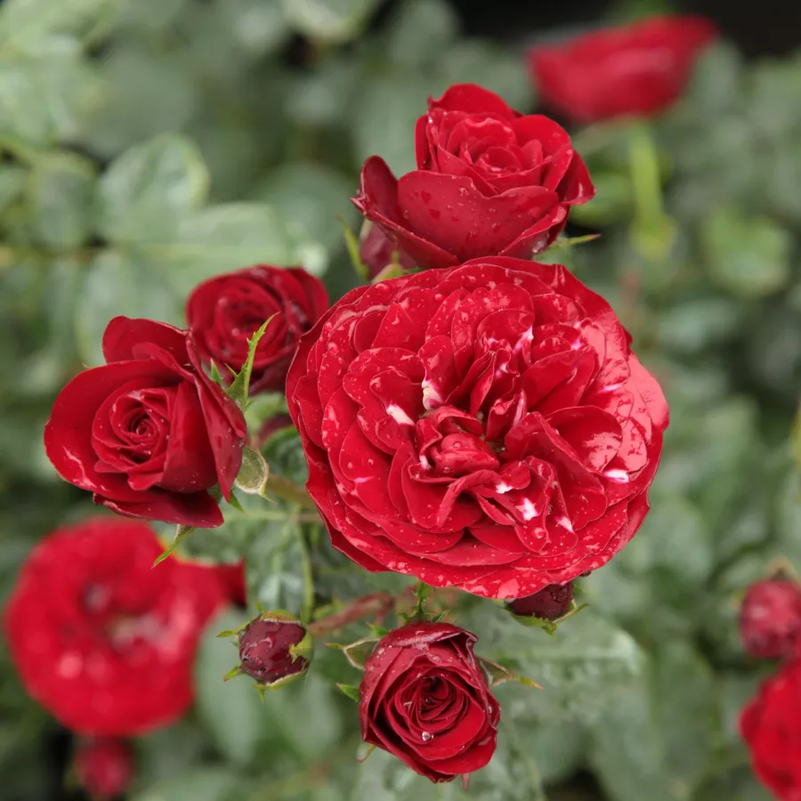 Trandafiri Floribunda - Trandafiri - Dalli Dalli® - comanda trandafiri online