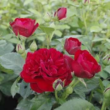 Bordó - virágágyi floribunda rózsa - diszkrét illatú rózsa - gyöngyvirág aromájú