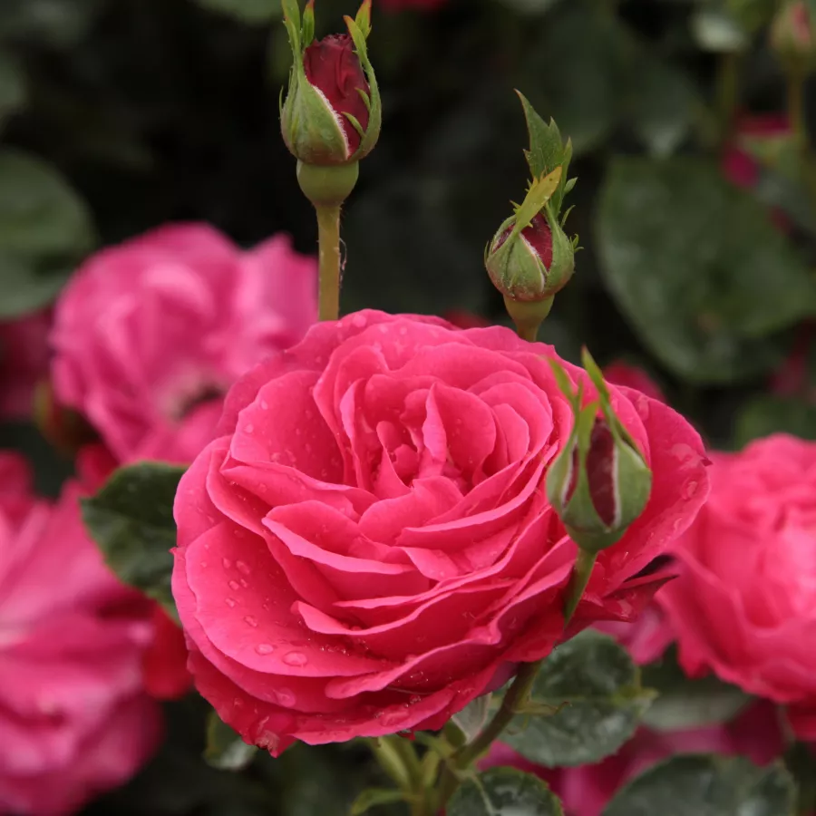 Diszkrét illatú rózsa - Rózsa - Dauphine™ - Online rózsa rendelés
